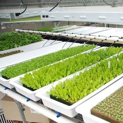 Hydroponische Pflanzenanlage Innenschattierungsfolie Gewächshaus mit Außenschattierung