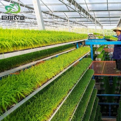 Gewächshaus für Gurken aus warmgewalztem Stahlrohr