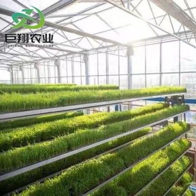 Gewächshaus für Gurken aus warmgewalztem Stahlrohr