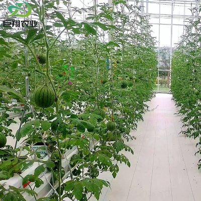 Gewächshaus für Gurken aus warmgewalztem Stahlrohr