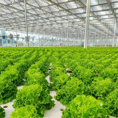 Ein vernünftiges Glasgewächshaus für große Gemüseproduktion und große Größe
