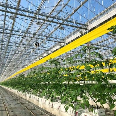 Ein vernünftiges Glasgewächshaus für große Gemüseproduktion und große Größe