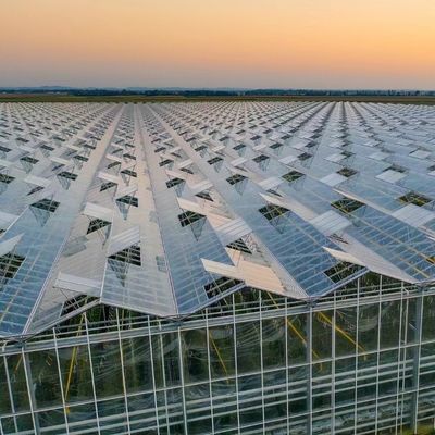 Ein vernünftiges Glasgewächshaus für große Gemüseproduktion und große Größe
