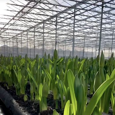 Große Glas-Abdeckung Gewächshaus Schutz für den Blumenanbau