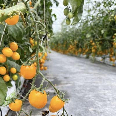 Ju Xiang Glasgewächshaus mit Typdach Versandkosten und geschätzte Lieferzeit