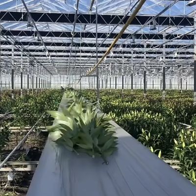 Ju Xiang Glasgewächshaus mit Typdach Versandkosten und geschätzte Lieferzeit