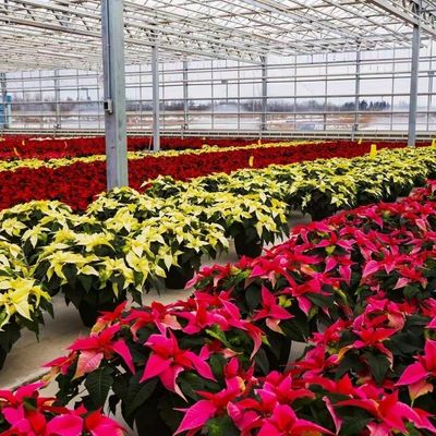Glasgewächshäuser chinesischer Herkunft Die perfekte Lösung für Großlandwirtschaft