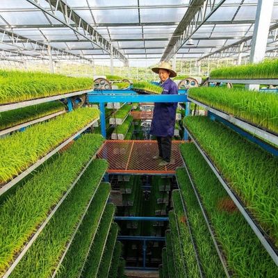 Maßgeschneiderte JX-Glas-Gewächshaus 2023 Juxiang Landwirtschaftliche Ausrüstung mit Kühlsystem