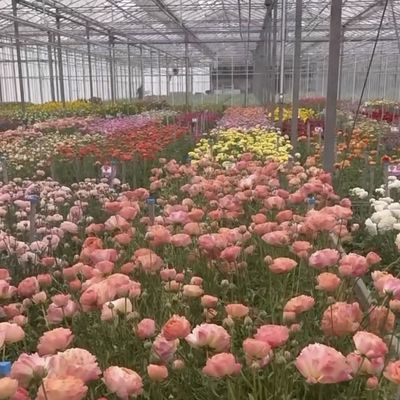 Individuelles Doppelschicht-Multi-Glas-Gewächshaus für Blumen nach Ihren Vorgaben