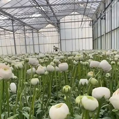 Individuelles Doppelschicht-Multi-Glas-Gewächshaus für Blumen nach Ihren Vorgaben