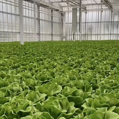 Individuelles Doppelschicht-Multi-Glas-Gewächshaus für Blumen nach Ihren Vorgaben