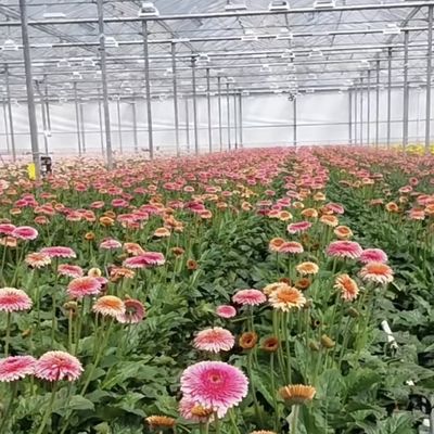 Individuelles Doppelschicht-Multi-Glas-Gewächshaus für Blumen nach Ihren Vorgaben