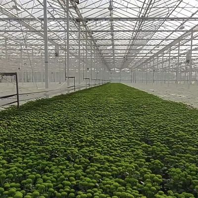 Individuelles Doppelschicht-Multi-Glas-Gewächshaus für Blumen nach Ihren Vorgaben