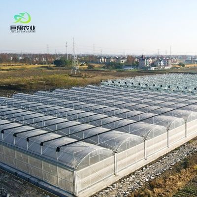 Individuelles Gewächshaus mit mehreren Spannweiten für hydroponische Tomaten/Gurken/Pfeffer/Erdbeeren