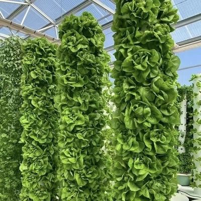 China Ursprung Glas Gewächshausdach für Blumen 30-Tage Rücksendung 100.000kg Bruttogewicht