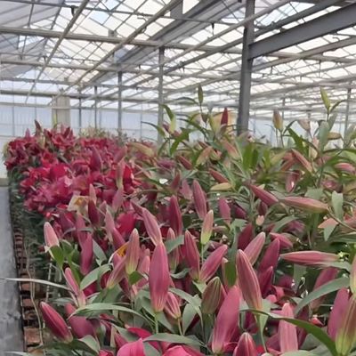 China Ursprung Glas Gewächshausdach für Blumen 30-Tage Rücksendung 100.000kg Bruttogewicht