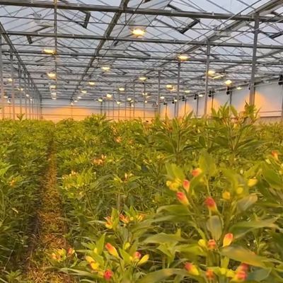 China Ursprung Glas Gewächshausdach für Blumen 30-Tage Rücksendung 100.000kg Bruttogewicht