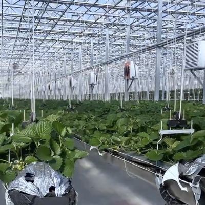 Flotglas Gewächshaus für den Anbau von Pflanzen Paketgröße 50,00cm * 60,00cm * 80,00cm