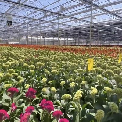 US-Währung Glas Gewächshaus für Pflanzenzucht 100.000kg Paket Bruttogewicht