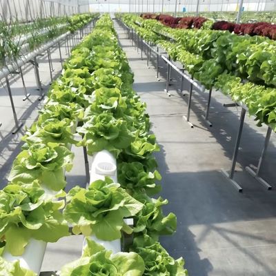 Landwirtschaftliches Glas Gewächshaus Rückzug für Pflanzen individuell angefordert US 20 / Quadratmeter