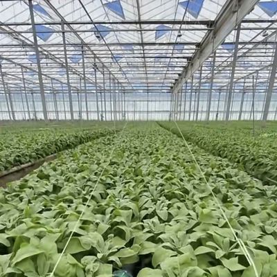 Landwirtschaftliches Glas Gewächshaus Rückzug für Pflanzen individuell angefordert US 20 / Quadratmeter