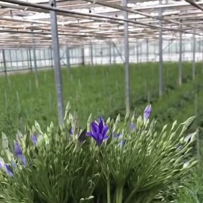 Landwirtschaftliches Glas Gewächshaus Rückzug für Pflanzen individuell angefordert US 20 / Quadratmeter