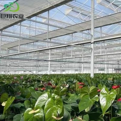 Sonnenlicht Gewächshaus Multispan Hydroponik Kunststofffolie Gewächshaus für gewerbliche Landwirtschaft
