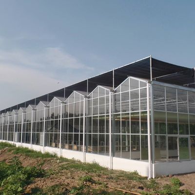 Sonnenlicht Gewächshaus Multispan Hydroponik Kunststofffolie Gewächshaus für gewerbliche Landwirtschaft