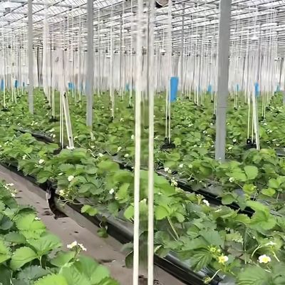 Großes Glas-Gewächshaus für nachhaltiges Wachstum US 20/Quadratmeter Große Größe