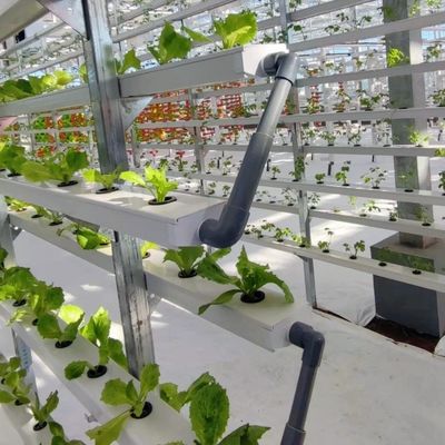 Großes Glas-Gewächshaus für nachhaltiges Wachstum US 20/Quadratmeter Große Größe