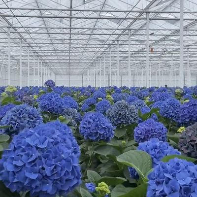 Gemachtes Blumenglas Gewächshaus für den Anbau von Blüten