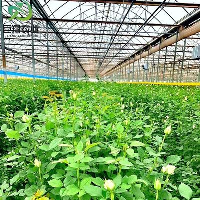 Multispan-Hydroponik Kunststofffolie Landwirtschaftliches Gewächshaus für kommerzielle Betriebe