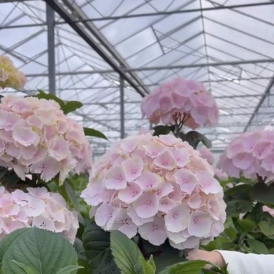Gemachtes Blumenglas Gewächshaus für den Anbau von Blüten
