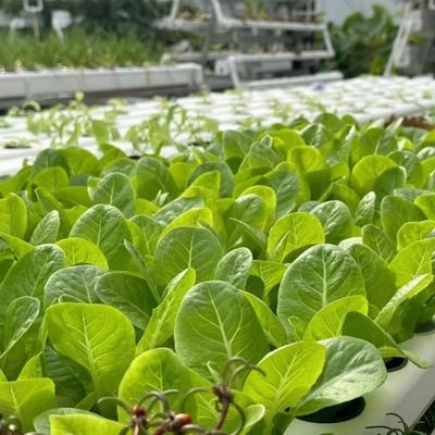 Baumaterialien Stahlkonstruktion Große Größe Gartenbau Gewächshaus mit Glasdach