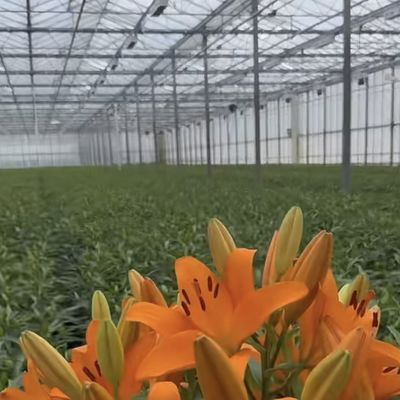 JX-A00133 Blossom Haven mit Glasgewächshaus Versandkosten und geschätzte Lieferzeit