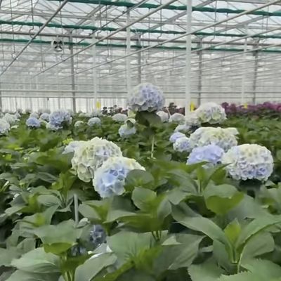 JX-A00133 Blossom Haven mit Glasgewächshaus Versandkosten und geschätzte Lieferzeit
