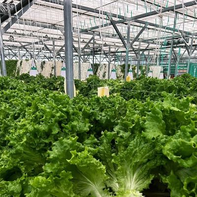 Wettbewerbsfähige Anfangszahlung Gewächshaus für botanische Oase