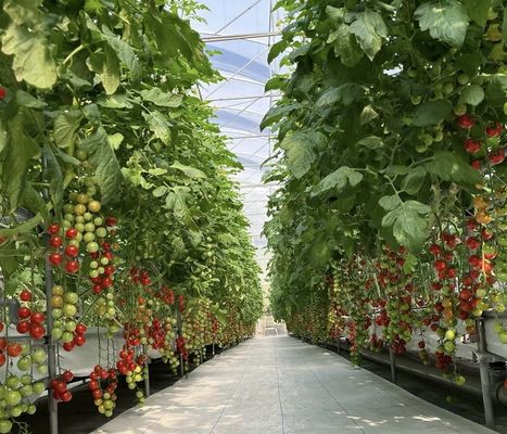 Wettbewerbsfähige Anfangszahlung Gewächshaus für botanische Oase