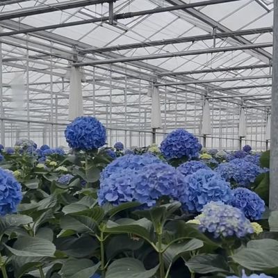 Wettbewerbsfähige Anfangszahlung Gewächshaus für botanische Oase