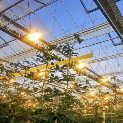 Wettbewerbsfähige Anfangszahlung Gewächshaus für botanische Oase