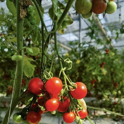 Gewächshaus mit guter Lichtübertragung Größe 50,00cm * 60,00cm * 80,00cm
