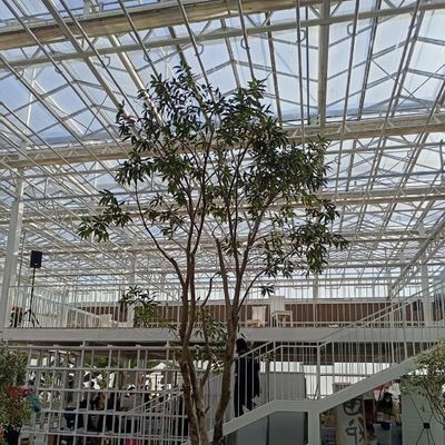 Gewächshaus mit guter Lichtübertragung Größe 50,00cm * 60,00cm * 80,00cm