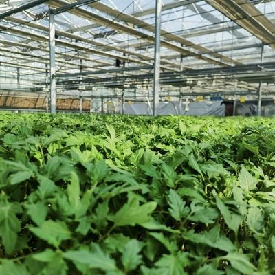 Hohles Hydroponisches Gewächshaus für den Blumenanbau Versandkosten und Proben