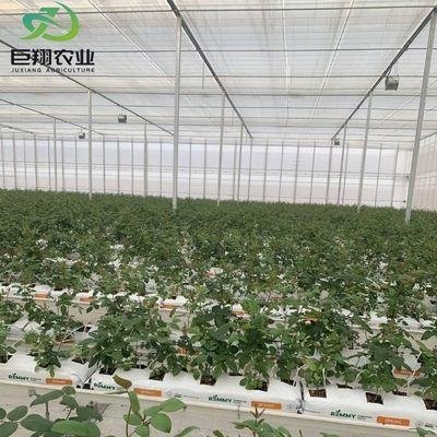 Mehrspann-/Einfachspann-Gewächshaus für Tomaten Erdbeeren Kunststofffolie/Glas/Polycarbonat