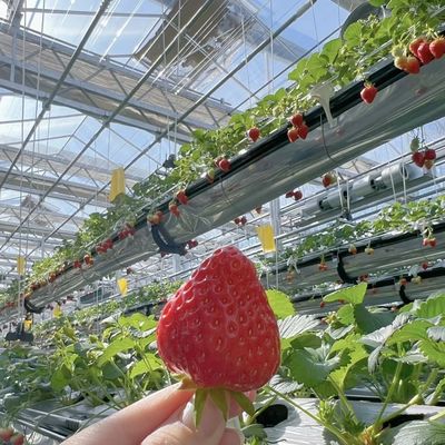 Gewächshaus-Hydroponik-System für den Blumenanbau Baustoffe Stahlkonstruktion