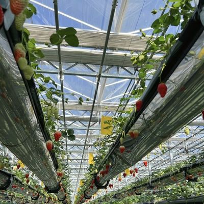 Doppelschicht hydroponisches Glas Gewächshaus für den Blumenanbau erschwinglich und langlebig