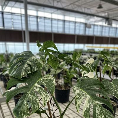 Doppelschicht hydroponisches Glas Gewächshaus für den Blumenanbau erschwinglich und langlebig