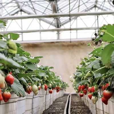 Vielseitiges und individuell anpassbares Gläsergewächshaus mit Tropfbewässerung für den Blumenbau