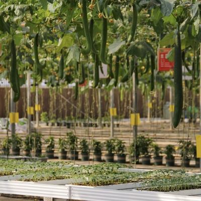 Vielseitiges und individuell anpassbares Gläsergewächshaus mit Tropfbewässerung für den Blumenbau