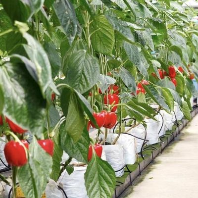 Großes Gewächshaus-Hydroponisches System mit Leistungspaket Bruttogewicht 100.000 kg